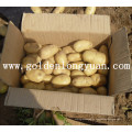 Fresh Potato 2016 Nouvelle récolte